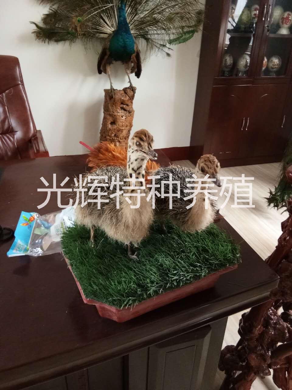 供應山東鴕鳥苗 鴕鳥苗多少錢 鴕鳥苗養(yǎng)殖場 鴕鳥蛋價格 鴕鳥苗報