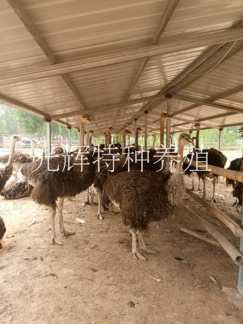 供應山東鴕鳥苗 鴕鳥苗多少錢 鴕鳥苗養(yǎng)殖場 鴕鳥蛋價格 鴕鳥苗報
