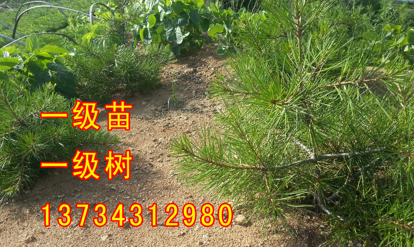 山東日照五蓮華山松樹苗大量批發(fā)出售聯(lián)系電話 華山松小苗 華山松求購
