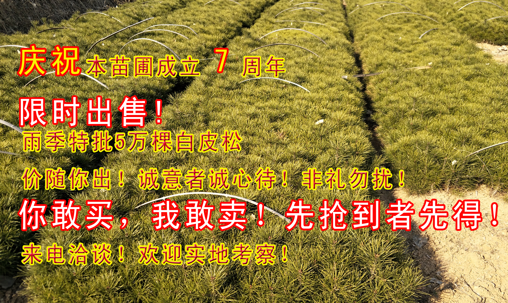 北方白皮松小苗 白皮松大量批發(fā) 白皮松營養(yǎng)袋小苗
