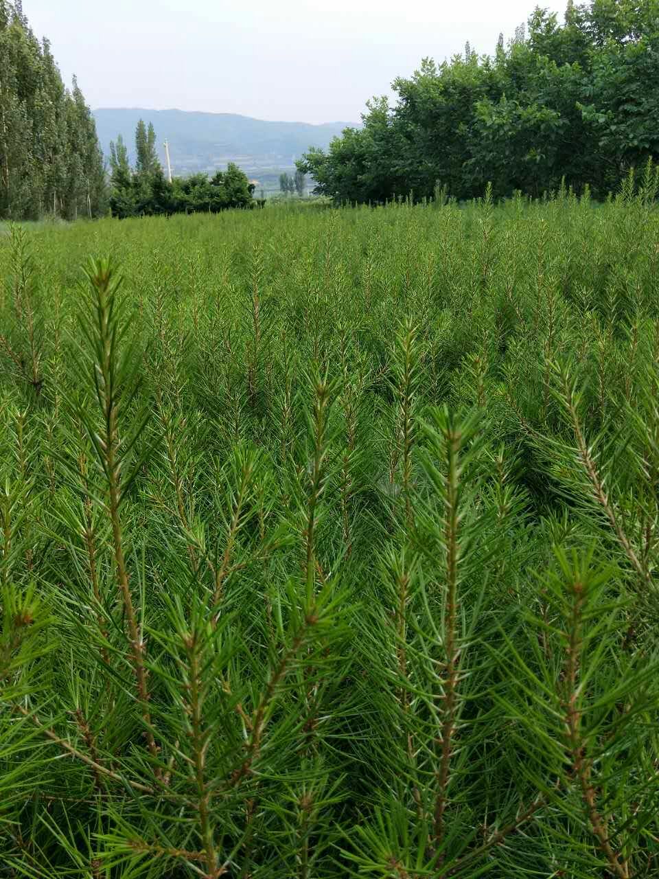北京白皮松價格/山西50-1米營養(yǎng)杯白皮松/河北占地白皮松基地