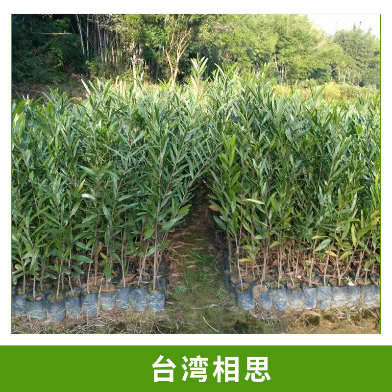 園林綠化工程樹種臺(tái)灣相思小苗相思樹/相思子容器苗杯栽小苗