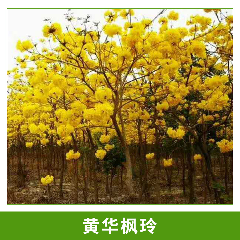 基地直銷黃華楓玲小苗園林行道樹庭園樹黃花楓玲木袋苗