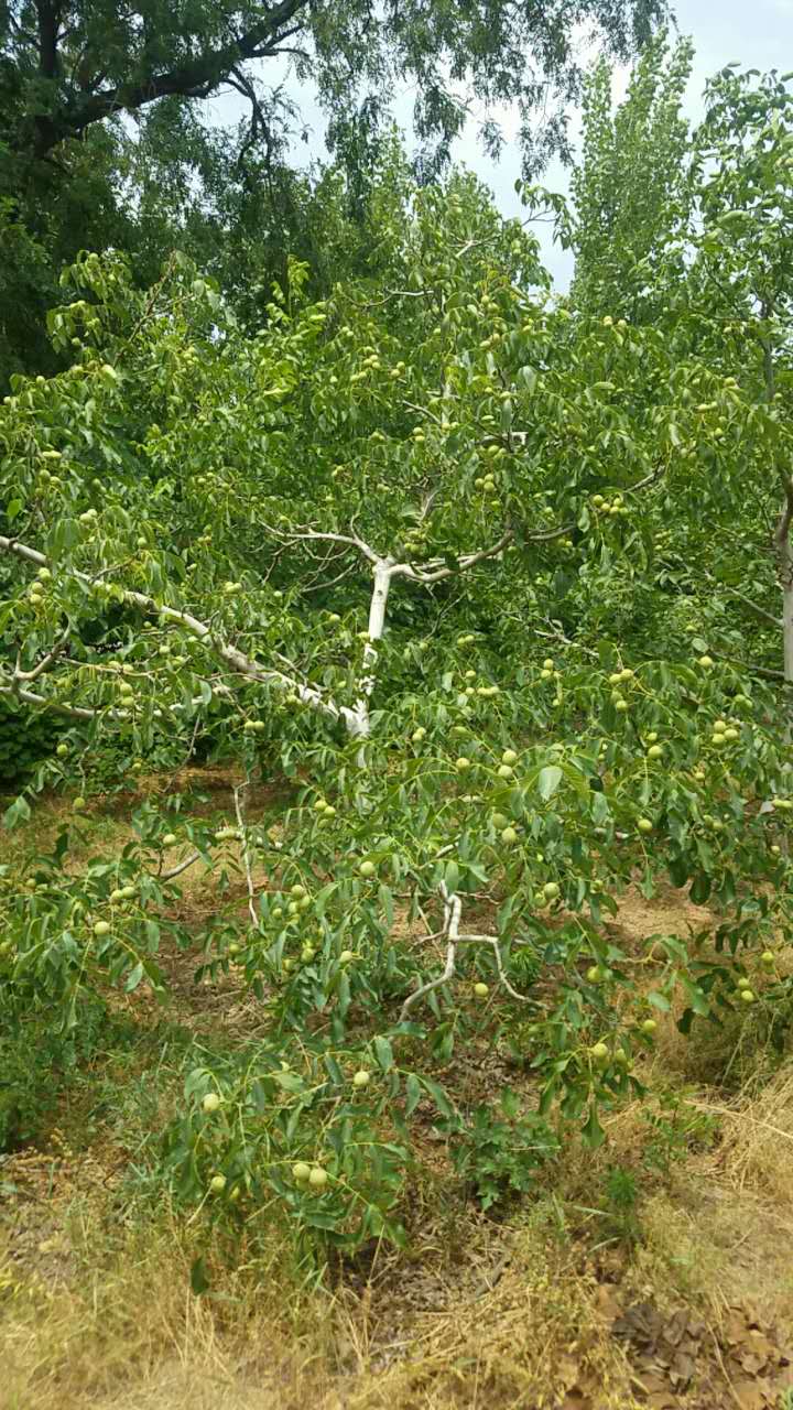 冠核一號核桃苗 純種嫁接 120cm以上 保成活 嫁接核桃苗