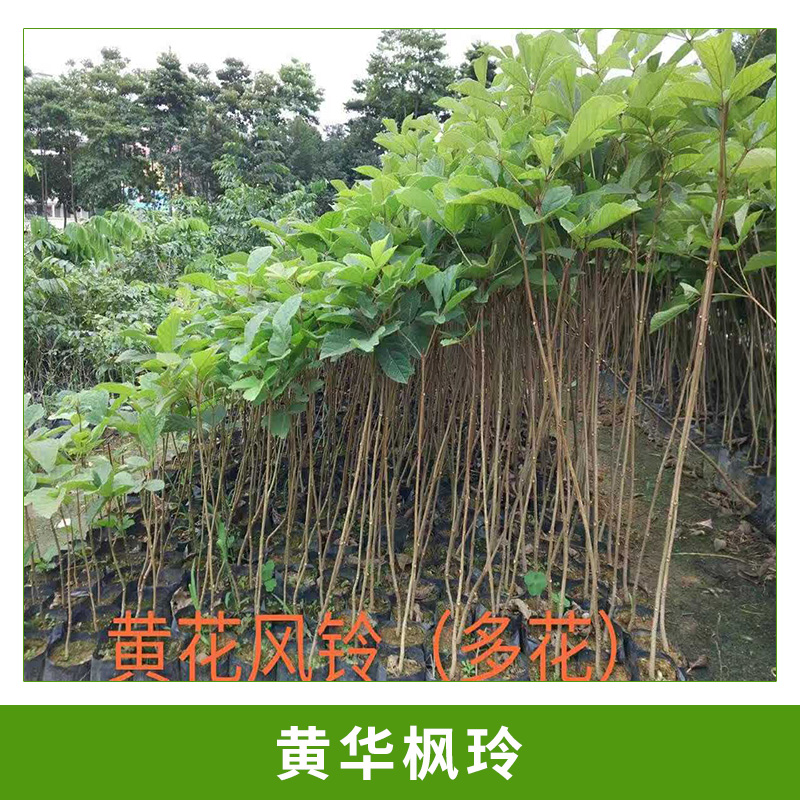 基地直銷黃華楓玲小苗園林行道樹庭園樹黃花楓玲木袋苗