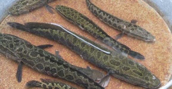 黑魚 水產(chǎn)黑魚 水產(chǎn)苗種 小黑魚苗種