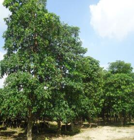 盆架子供應盆架子報價盆架子價格 揭陽盆架子