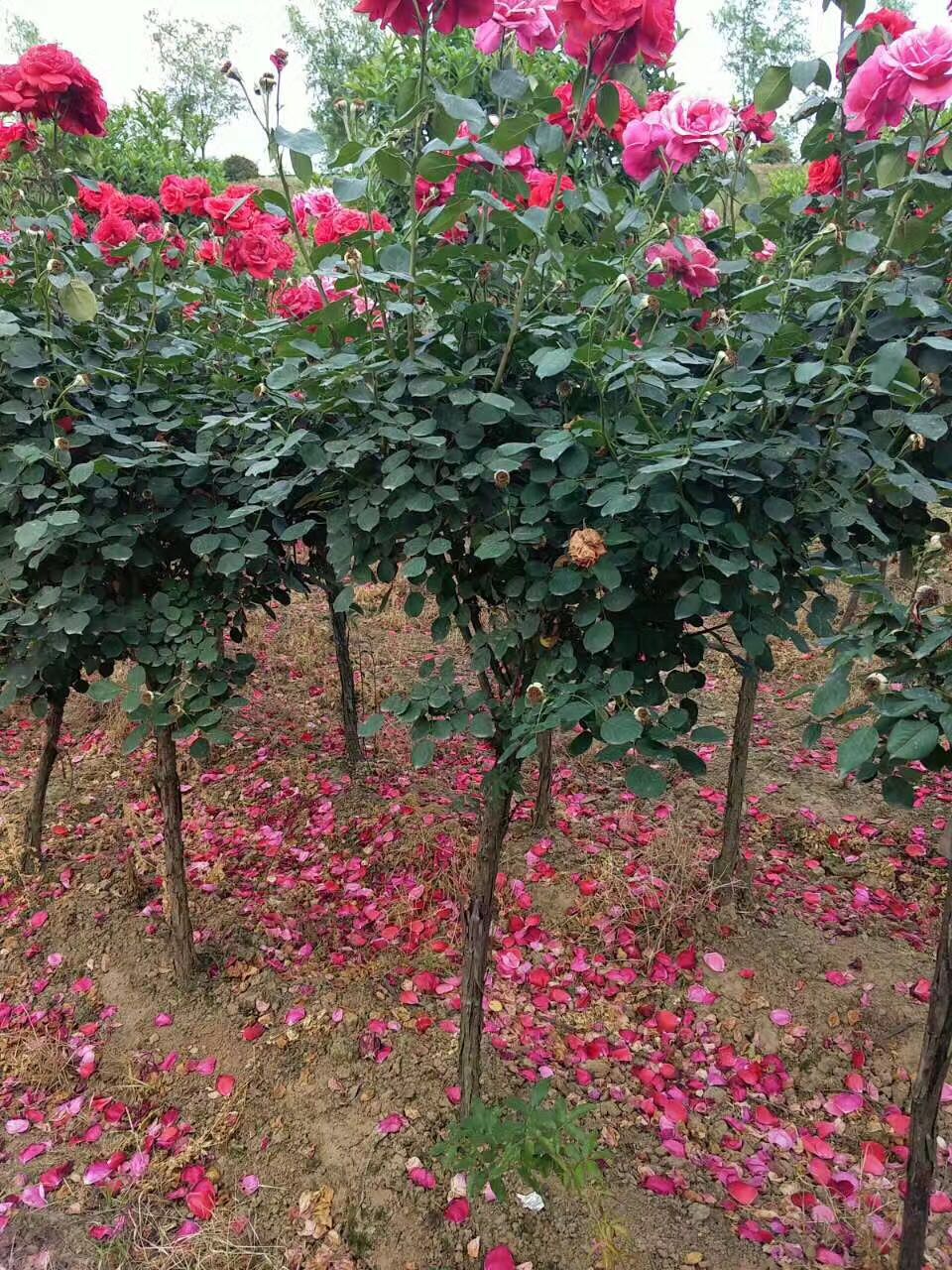 河南月季苗工程綠化@河南月季苗批發(fā)@山東月季苗基地