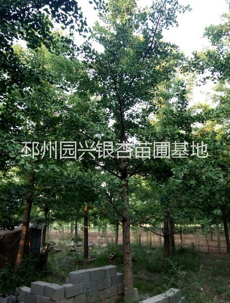 銀杏實生樹 20公分銀杏樹價格 銀杏樹價格 江蘇20公分銀杏樹價格 銀杏實生樹價格  銀杏實生樹售價是多少