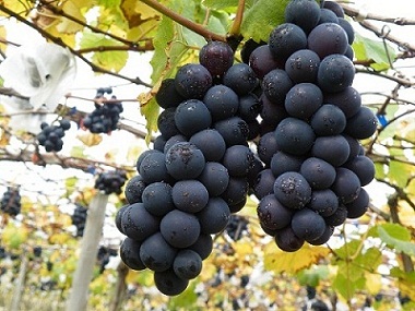 山東巨峰葡萄批發(fā)價格 山東巨峰葡萄種植基地 山東巨峰新鮮葡萄價格