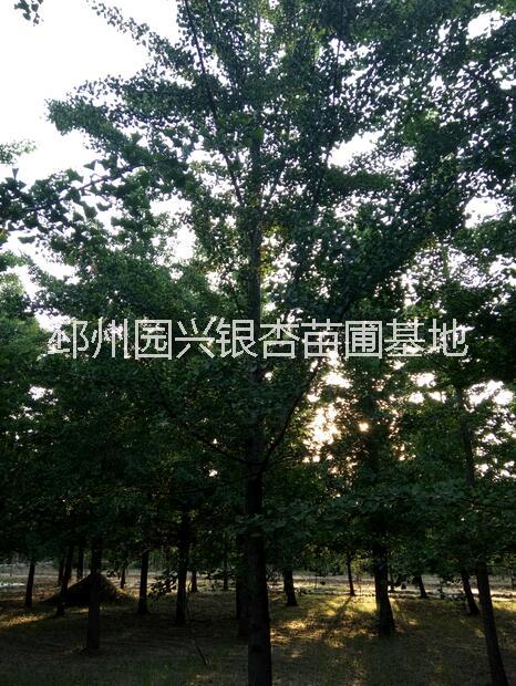 15.18.20.25公分銀杏占  20公分銀杏占地樹價格 18公分銀杏占地樹 25公分銀杏占地樹報價