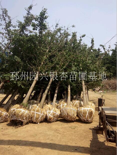 15.18.20.25公分銀杏占  20公分銀杏占地樹價格 18公分銀杏占地樹 25公分銀杏占地樹報價