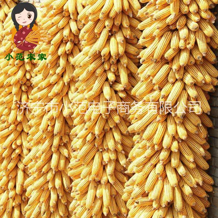 玉米碴 山東農(nóng)家自產(chǎn) 黃玉米茬 苞米糝渣 棒子碎 小碴子新貨250g