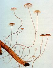 方格*安絡(luò)小皮傘提取物