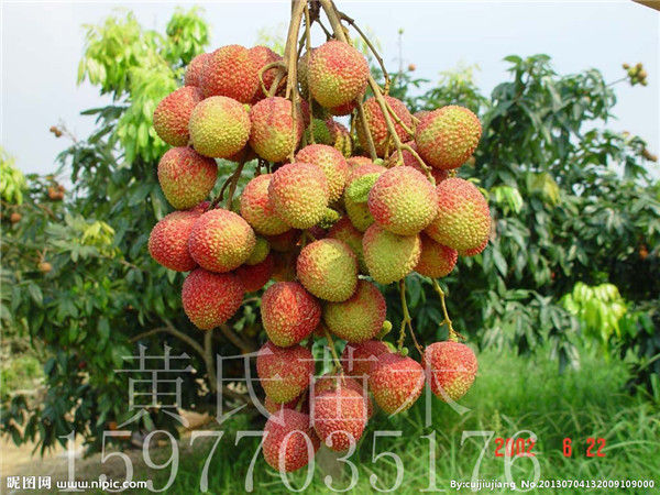 廣西荔枝嫁接苗  荔枝怎么吃  孕婦能吃荔枝嗎 廣西荔枝嫁接苗廠(chǎng)家