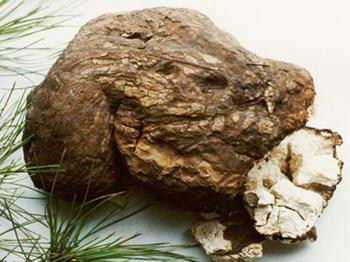 方格*茯苓提取物