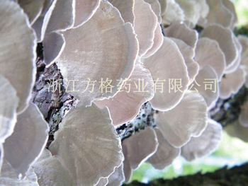 方格*云芝提取物