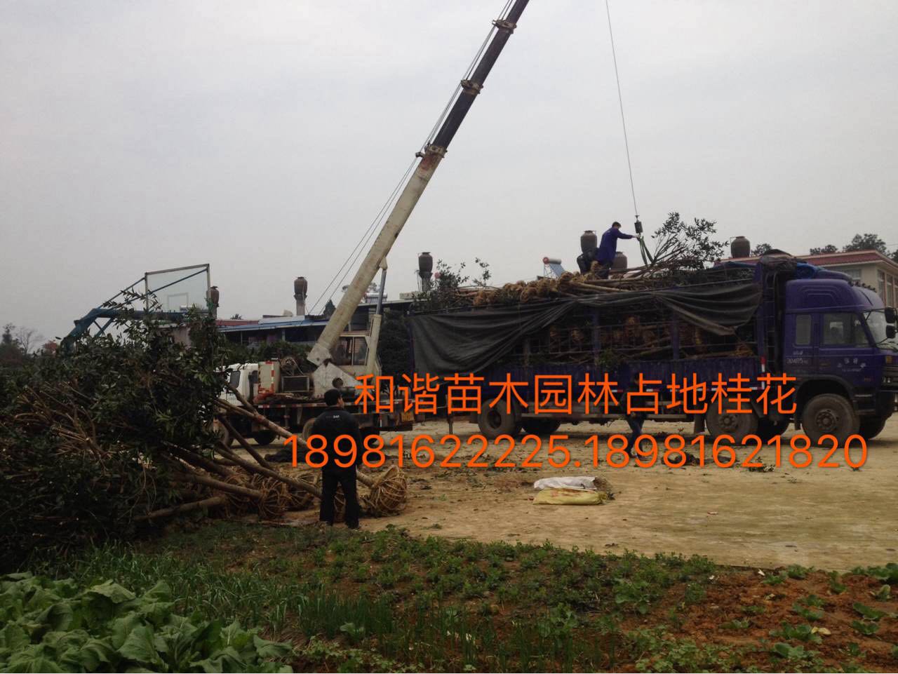 四川高桿桂花.四川桂花哪里便宜.