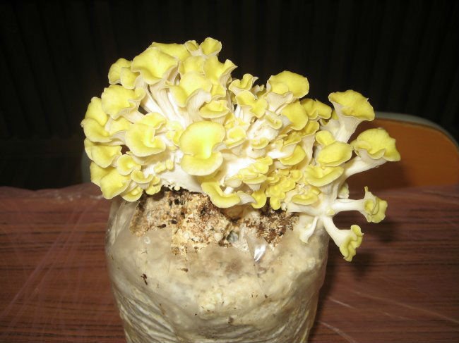 方格金頂菇提取物