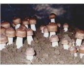 方格*姬松茸提取物