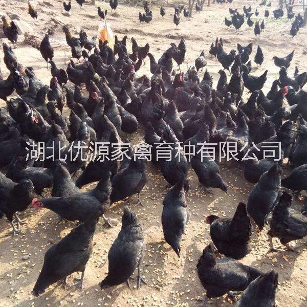 武漢 黃石 咸寧 仙桃 荊州買五黑一綠雞苗 批發(fā)價格供應(yīng)就找優(yōu)源家禽