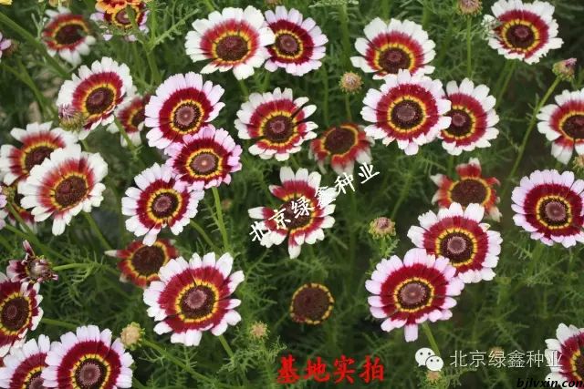 供應LVXIN牌花環(huán)菊