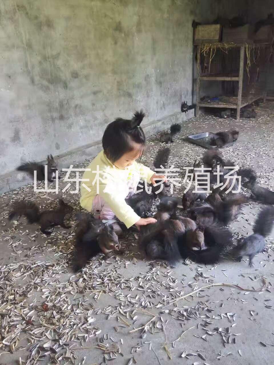 *價格魔王*多少錢*養(yǎng)殖場