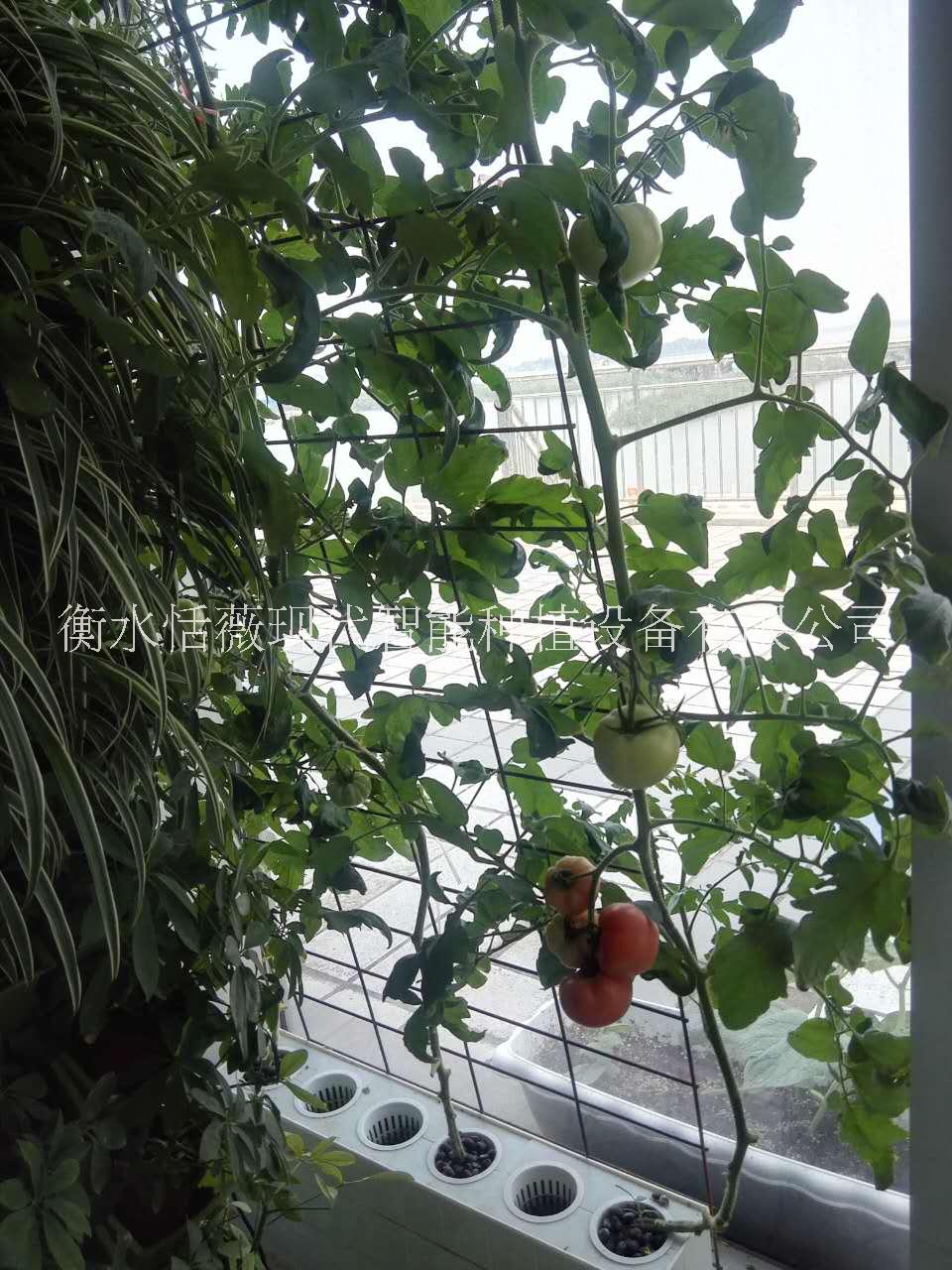 廠家直銷無土栽培/電子水培種植盒