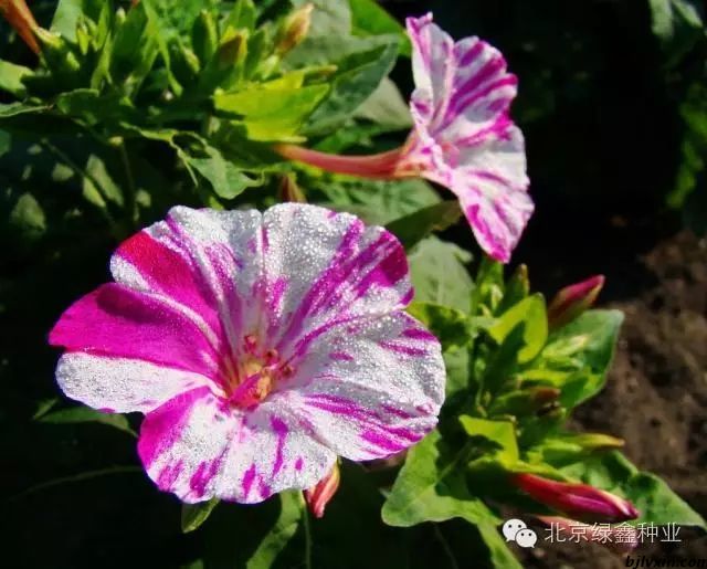 供應(yīng)LVXIN牌紫茉莉花種