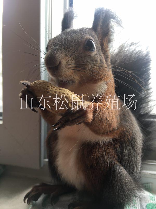 *馴養(yǎng)*價(jià)格哪里有賣魔王*幼鼠