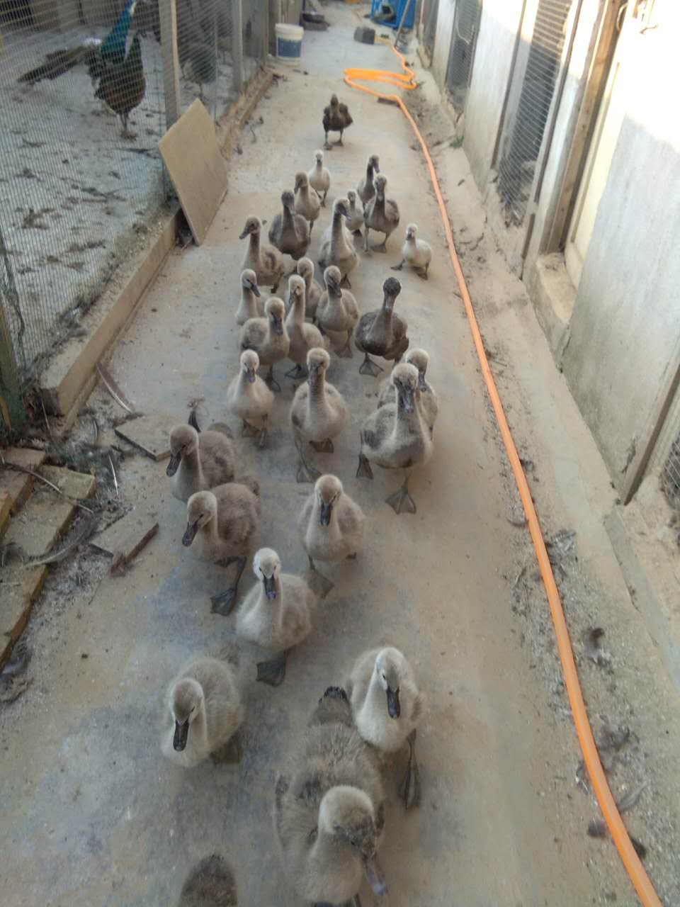 江蘇*養(yǎng)殖 江蘇那里*