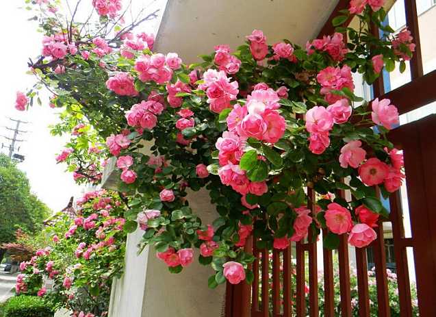 大花薔薇價(jià)格大花薔薇圖片基地批發(fā)大花薔薇基地批發(fā)花卉苗木批發(fā)采購(gòu)