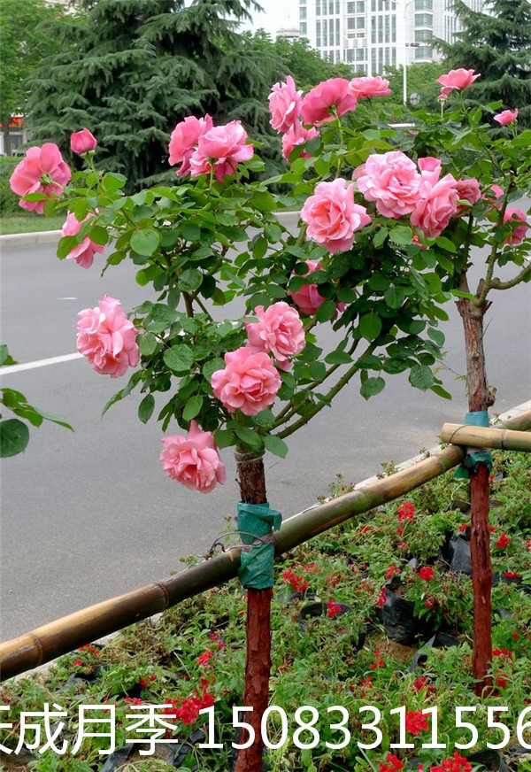 吉林市3-6公分的樹狀月季 通化市樹樁月季繁育 白城市月季樹種植