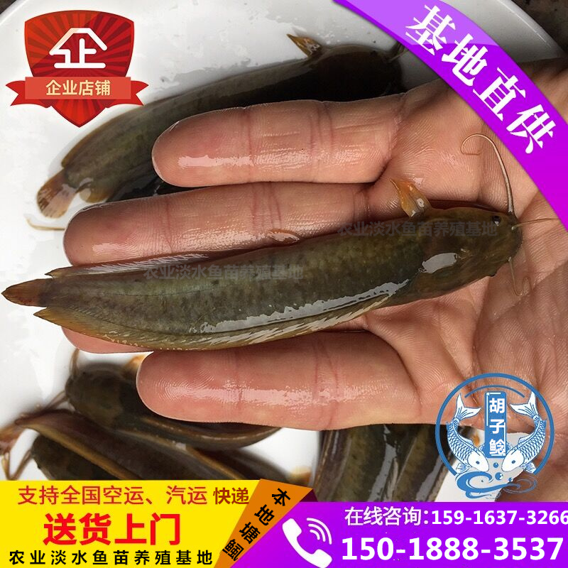 本地塘鲺魚苗 塘角魚苗 胡子鯰魚