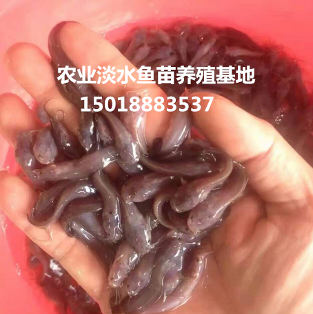 本地塘鲺魚苗 塘角魚苗 胡子鯰魚