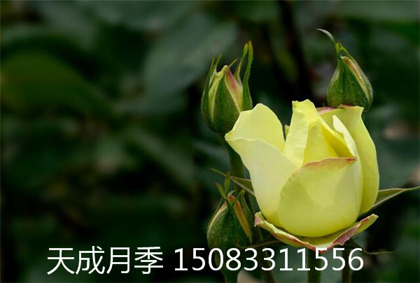 紹興市大花月季報(bào)價(jià) 浙江省鉆石月季批發(fā) 麗水市盆栽鉆石月季花