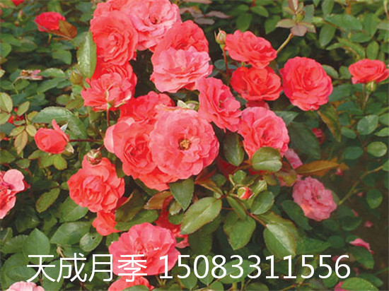 大同市月季大花月季苗盆栽，陽泉市月季花基地，長治市月季花批發(fā)