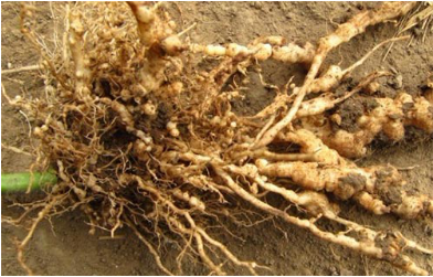 淡紫擬青霉|防治根結線蟲|大姜線蟲防治|淡紫擬青霉