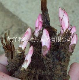 白芍、白芍苗、芍藥苗、藥用芍藥 白芍種、白芍苗、芍藥苗、藥用芍藥 白芍苗批發(fā)、芍藥苗價(jià)格