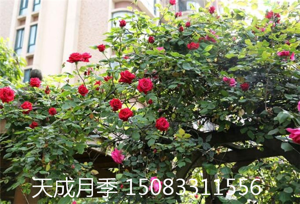 藤本月季，爬墻月季，*月季，爬藤月季，供應(yīng)藤本月季月季，藤本月季批發(fā) 四川省藤本月季價(jià)格