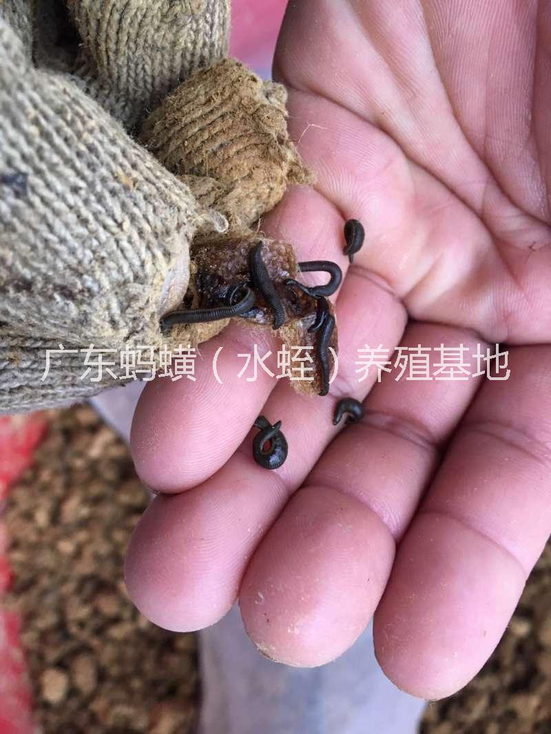 廣東陽江水蛭螞蟥養(yǎng)殖基地/水蛭螞蟥幼苗/批發(fā)/出售