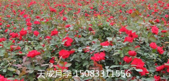 供應月季、大花月季、豐華月季、月季苗、哪里月季苗價格便宜、月季苗批發(fā)價格 供應月季花