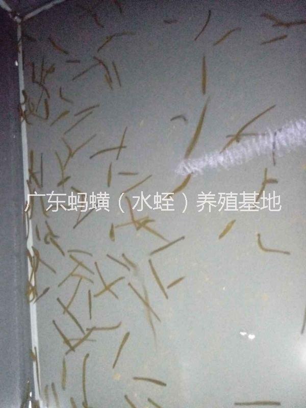 水蛭幼苗/水蛭螞蟥幼苗價格/水蛭幼苗基地批發(fā)/供應水蛭螞蟥幼苗