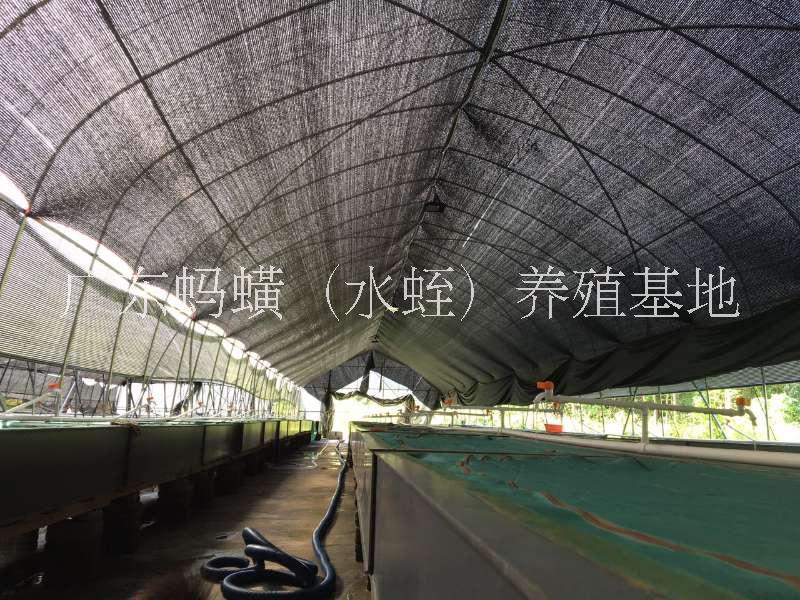 牛蛭種苗/水蛭螞蟥種苗/菲牛蛭種/水蛭養(yǎng)殖技術(shù)/水蛭螞蟥養(yǎng)殖技術(shù)