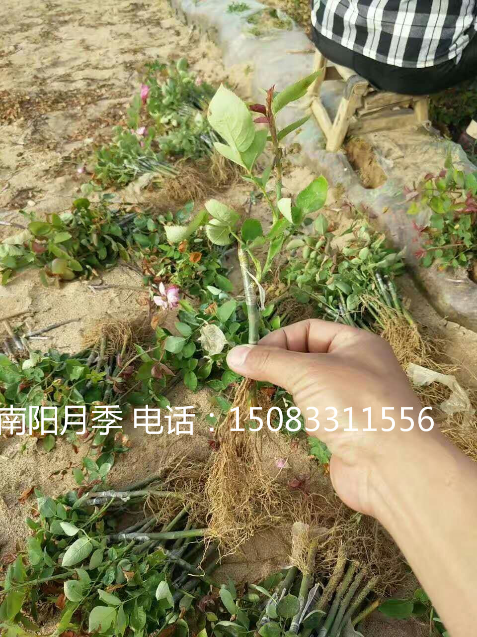 月季小苗價(jià)格，月季小苗訂購， 月季小苗產(chǎn)地， 月季小苗批發(fā) ，月季種苗價(jià)格， 月季小苗價(jià)格 廣西月季小苗價(jià)格