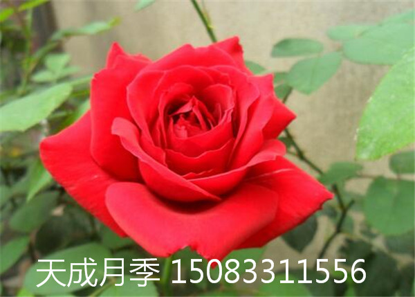 葫蘆*嫁接品種月季 葫蘆島大花月季 營(yíng)口市種植基地