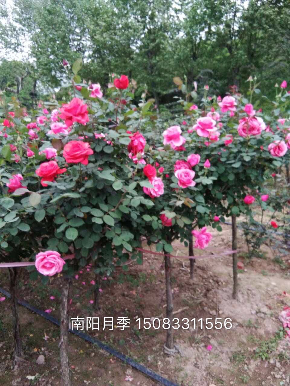 月季花園林綠化工程樹狀月季 美化高桿月季樹 批發(fā)大冠月季樹2-5年生 黑龍江月季樹2-5年生 黑龍江市月季樹2-5年生