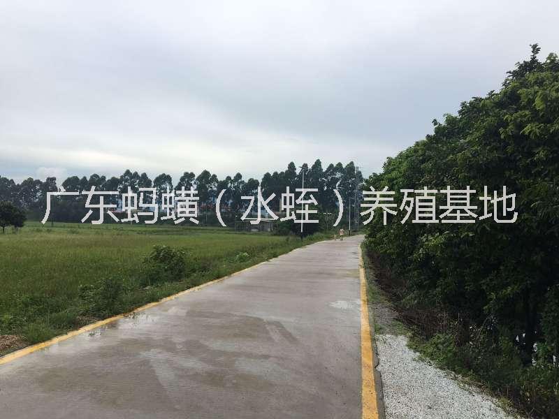 供應(yīng)水蛭養(yǎng)殖技術(shù)/水蛭螞蟥種苗/水蛭種苗/水蛭養(yǎng)殖技術(shù)/水蛭養(yǎng)殖