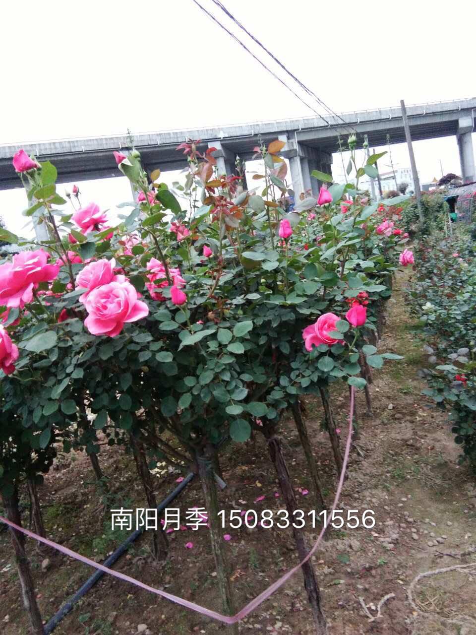 月季樹產(chǎn)地，高桿月季批發(fā)，月季樹種植，3-10公分月季樹產(chǎn)地，4公分月季樹
