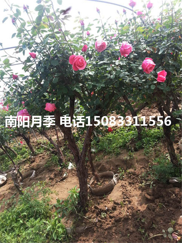 月季花園林綠化工程樹狀月季 美化高桿月季樹 批發(fā)大冠月季樹2-5年生 黑龍江月季樹2-5年生 黑龍江市月季樹2-5年生